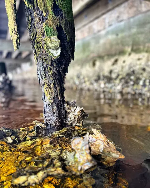 A deteriorated dock piling in need of Dock Piling Repair 